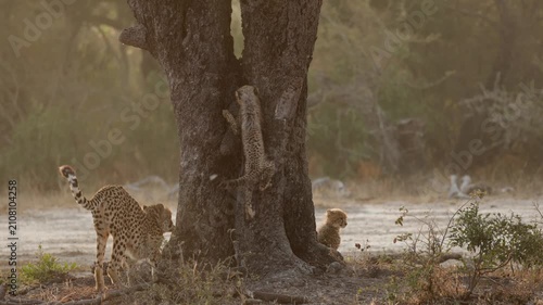  A tree-climbing cheetah cub and family