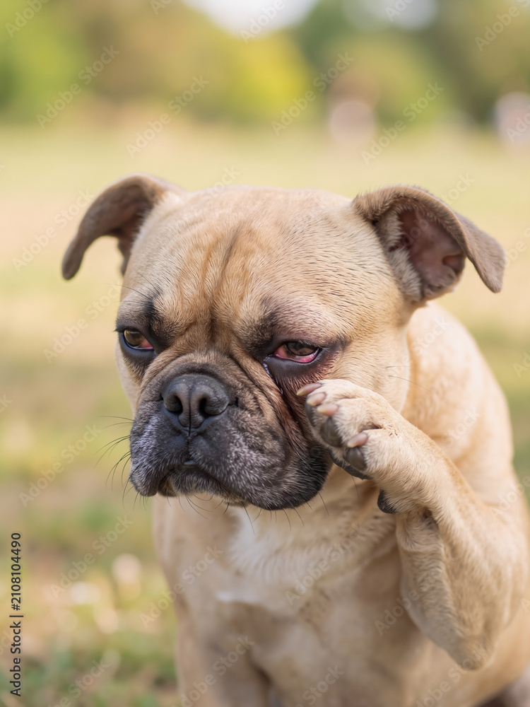 Obraz premium Close up of bulldog rubbing itchy red eye with paw outdoors. Pet allergy and veterinary healthcare vertical banner