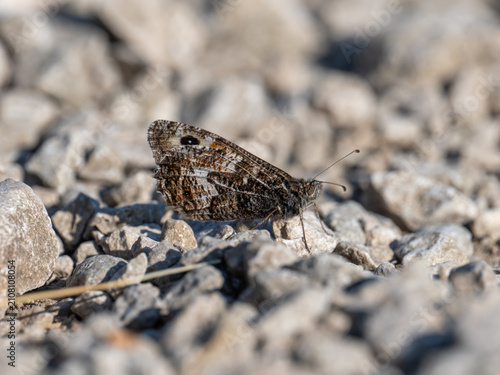 A Grayling Butterfly. Arnside Knott.