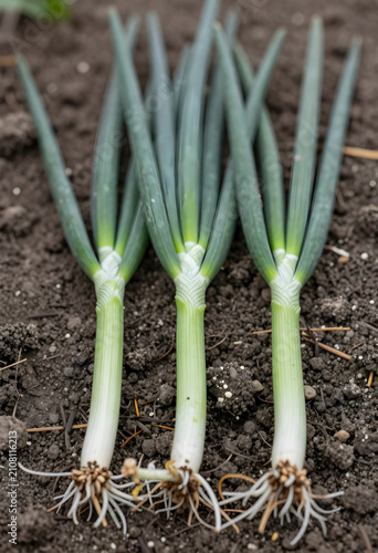 Freshly harvested green oni...