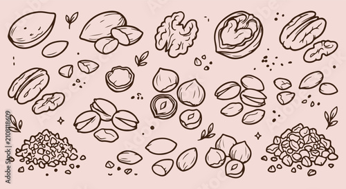 Foto Healthy Mixed Nuts & Seeds, Hand Drawn Walnut Hazelnut Line Art, Almond Pistachi
