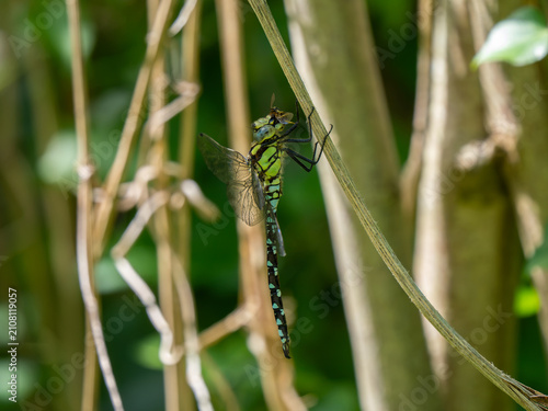 A Southern Hawker Dragonfly Feeding on a Bee