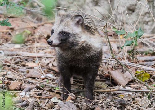 Bild auf Leinwand Cute little furry raccoon standing full-body shot