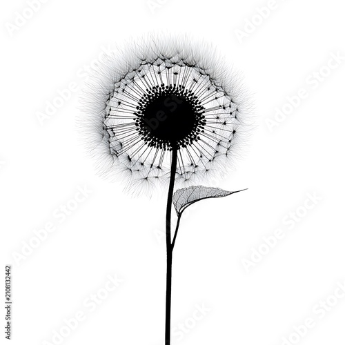 Minimalist black dandelion silhouette with seeds and leaf isolated on a white background