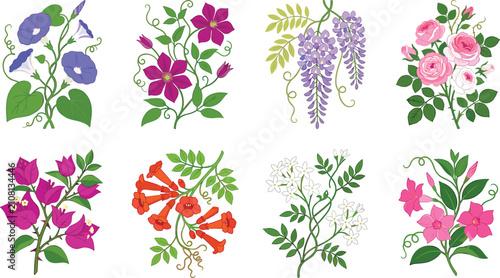 Set of Flowering Vines and Climbing Plants Elements Isolated on White Background Vector Illustration