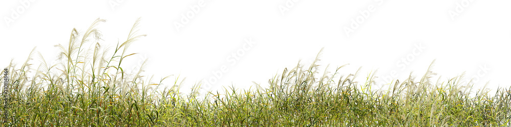 Obraz premium green grass isolated on white background/Ultra-sharp panoramic view of wild green grass with soft white plumes, isolated on a clean white background. High-resolution nature 