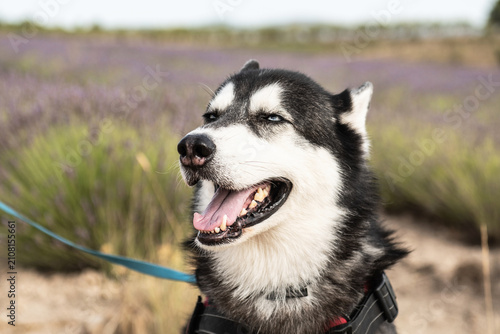 Cuadro en lienzo Portrait of a blue-eyed Siberian Husky against a blooming lavender field on a sunny day