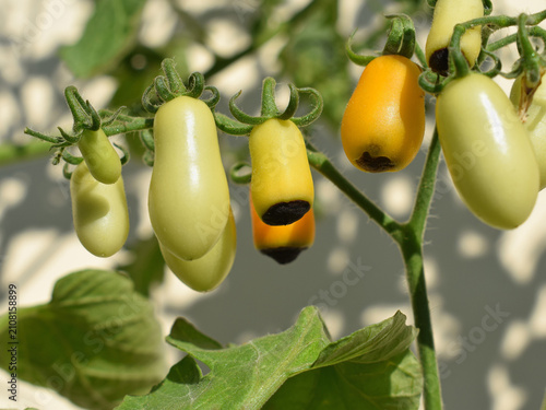 Foto Ripening tomatoes, some with dark patches at fruit bottom