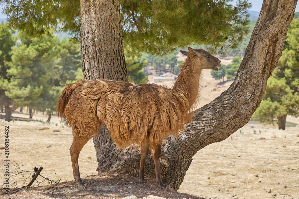 Fototapeta premium Brown llama standing beside pine tree in wildlife safari park
