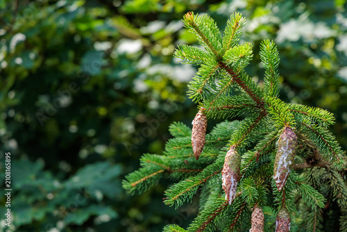 Fresh green spruce branch with pine cones and white resin under bright sunlight, copy space on blurred forest background, Picea abies