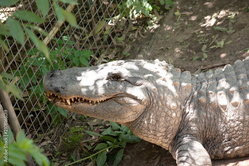 Obraz na plátně the alligator is pushing on the fence