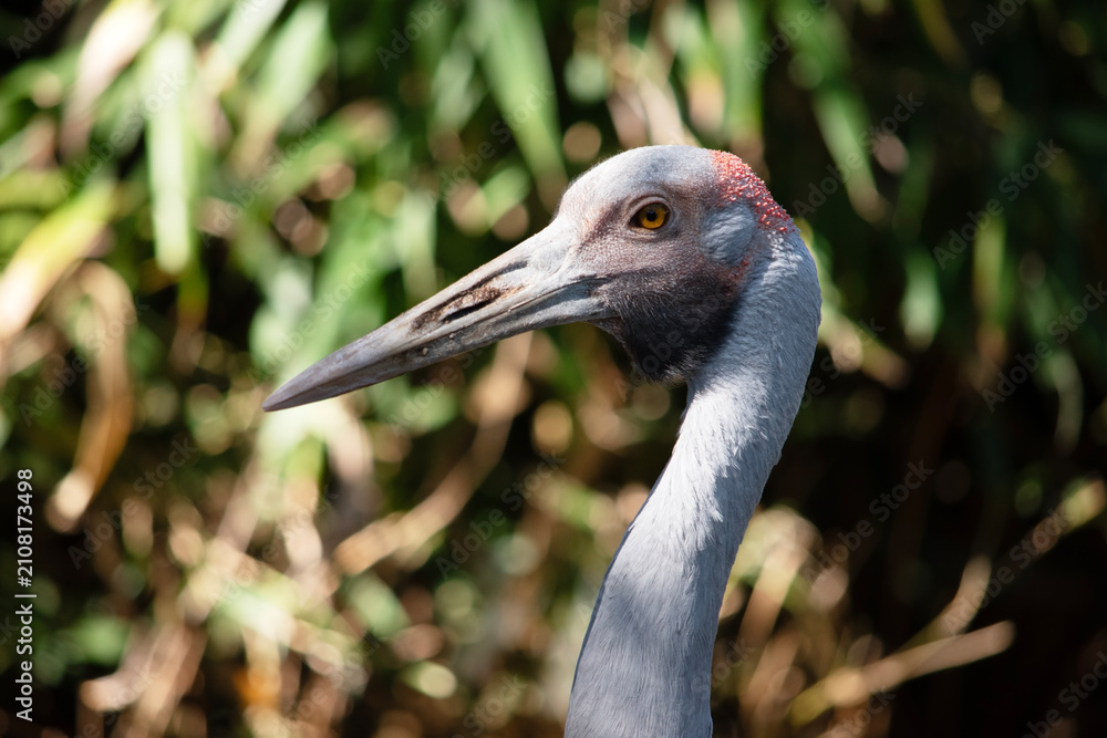 Obraz premium this is a close up of a brolga