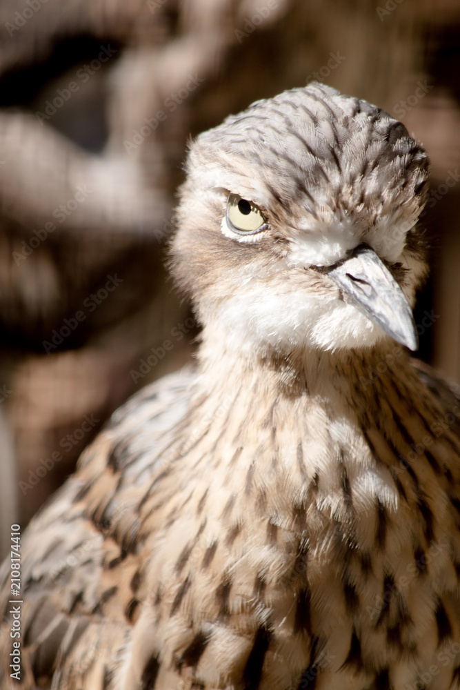 Fototapeta premium this is a close up of a bush curlew