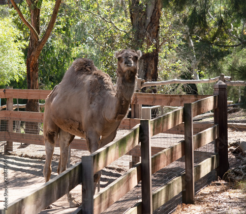 Картината върху платно this is a side view of a moulting camel