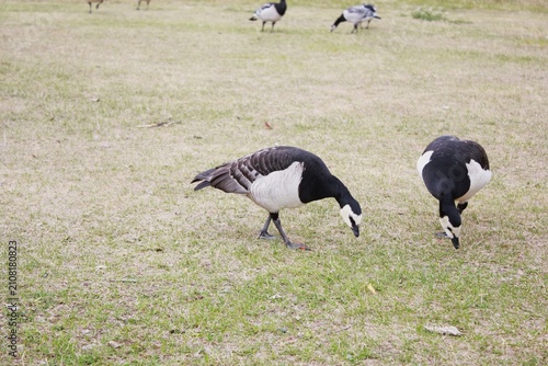 Foto Barnacle geese walking and grazing on an open grassy meadow in their natural habitat