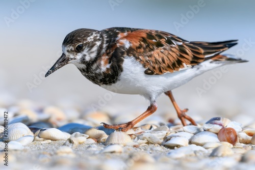 Little Ruddy Turnstone Bird Foraging on a Sunny Seashell Beach Scene