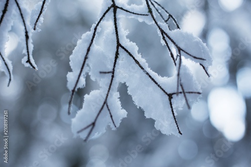 snow covered branches
