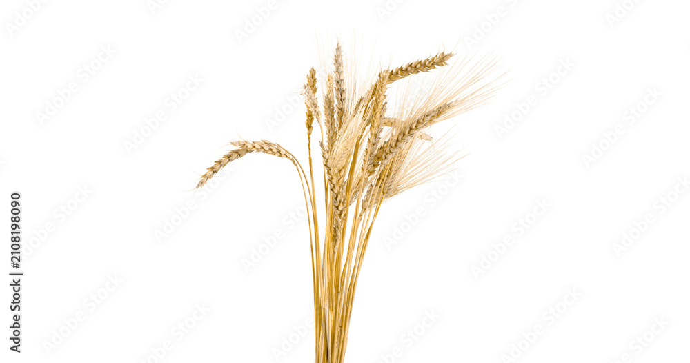 Obraz premium Golden Wheat Sheaves Harvest Abundance Cereal Grains On Transparent Background