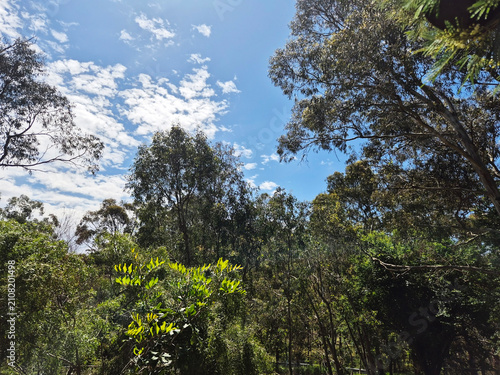 these are the native trees in Australia