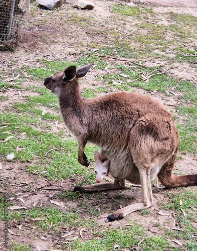 the western grey kangaroo has a joey in its patch