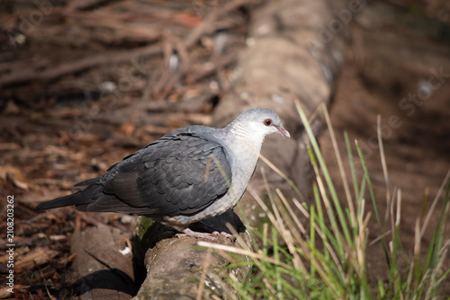 the white headed pigeon is perched on a branch