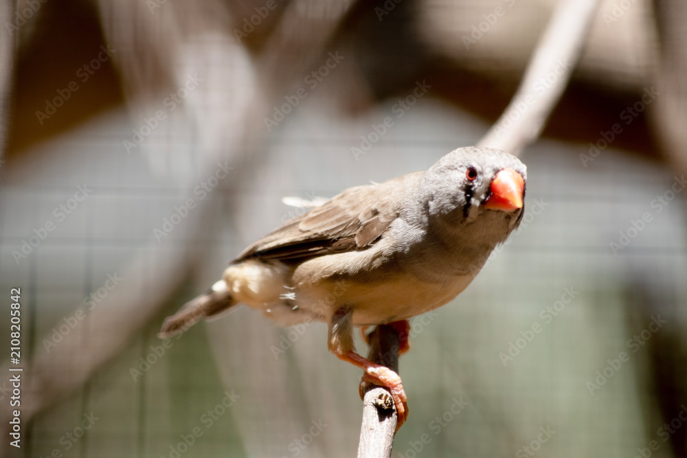 Obraz premium the female zebra finch is perched on a branch
