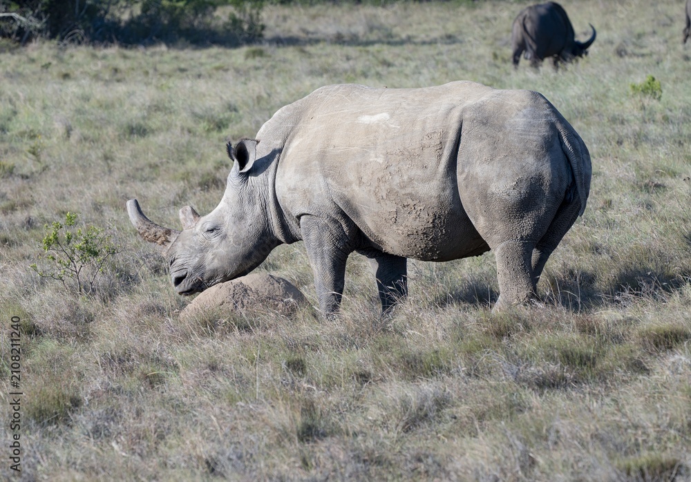Obraz premium White Rhinoceros Grazing on African Savanna Grassland