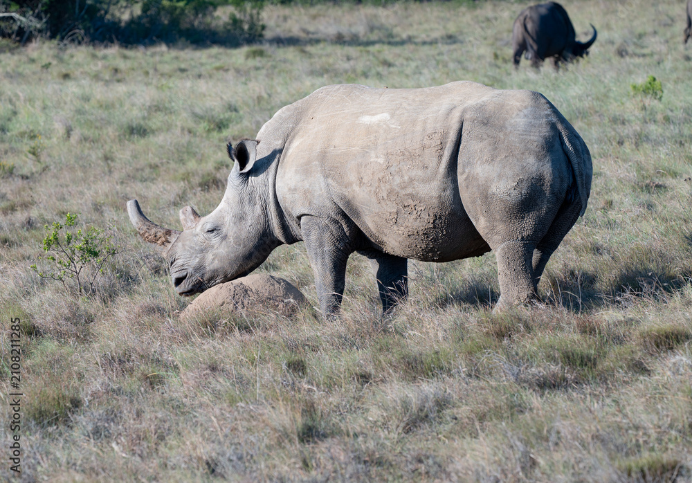 Fototapeta premium White Rhinoceros Grazing on African Savanna Grassland