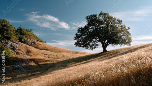 A lonely tree growing on a hillside
