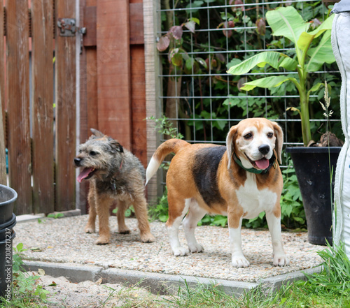 Beagle dog and Border Terrier dog playing together in a sunny garden. Happy domestic pets enjoying outdoor fun, friendship, and active play in a natural backyard setting.