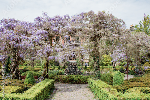 Canvastavla Blooming purple wisteria forming a beautiful archway over a gravel path in the f