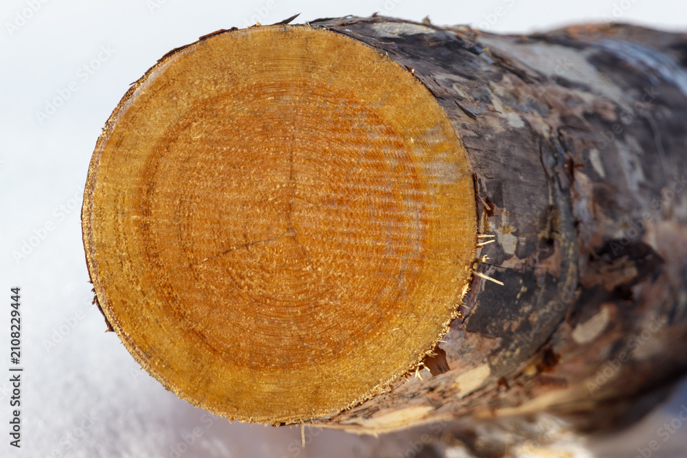 Obraz premium Freshly cut tree trunk shows natural wood grain