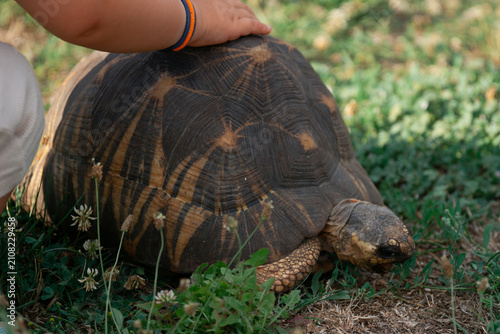 Cuadro en lienzo radiated tortoise eating green plants in a grassy garden field with detailed she