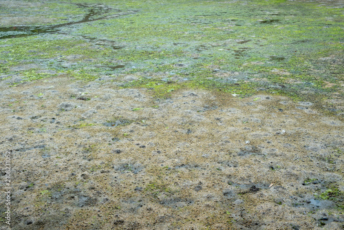 Canvas Print Green algae on wet sandy tidal flats at low tide, Miyajima Island, Hatsukaichi,
