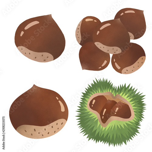 밤송이 밤 열매 Chestnut burr illustration
