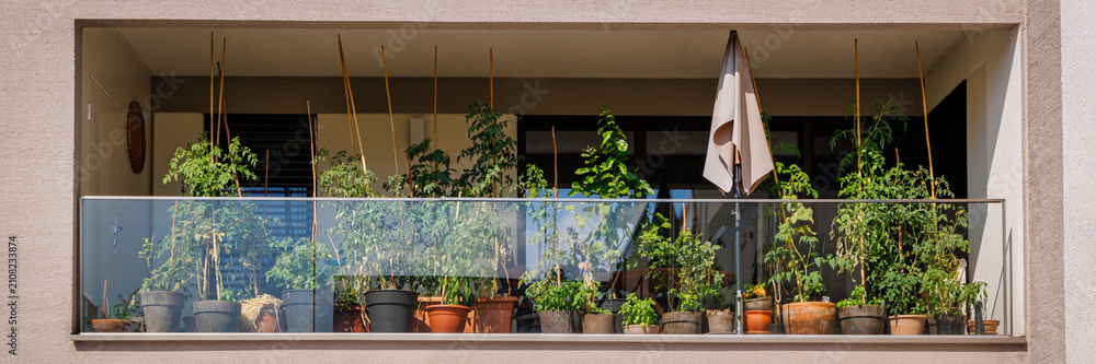 Fototapeta premium Balcony garden with many plants in pots and a sunshade on a sunny day