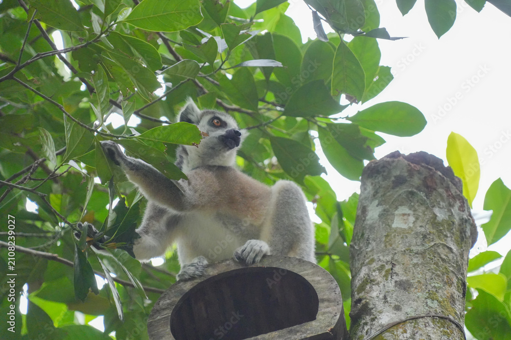 Fototapeta premium A Ring-tailed Lemur on a wooden perch looking up into green tree leaves.