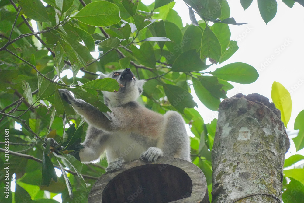 Fototapeta premium A Ring-tailed Lemur on a wooden perch looking up into green tree leaves.