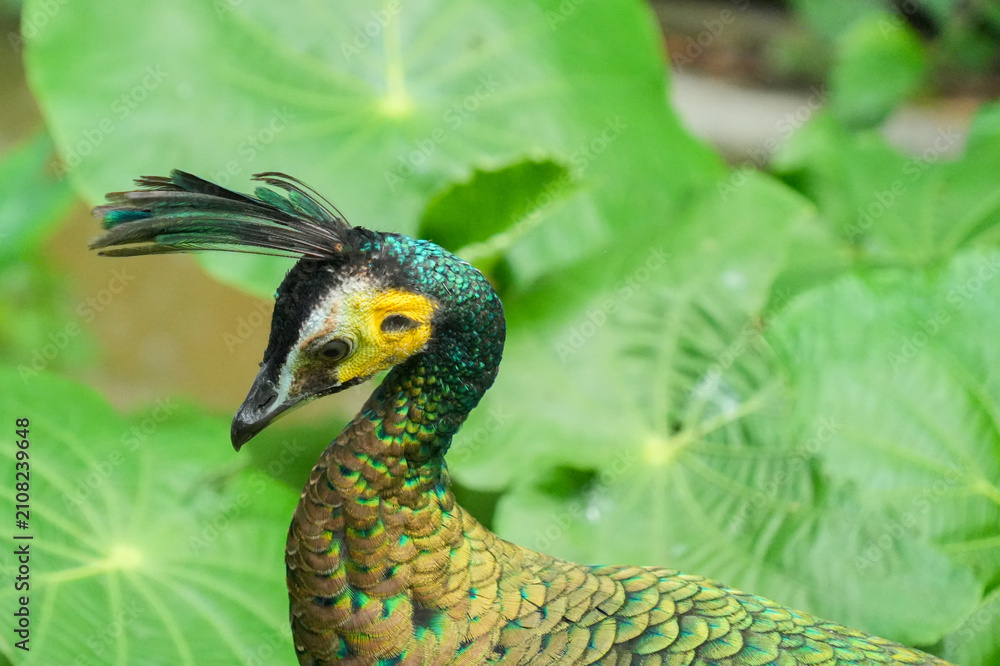 Obraz premium A close-up headshot of a green peafowl or Javanese peafowl in a garden.