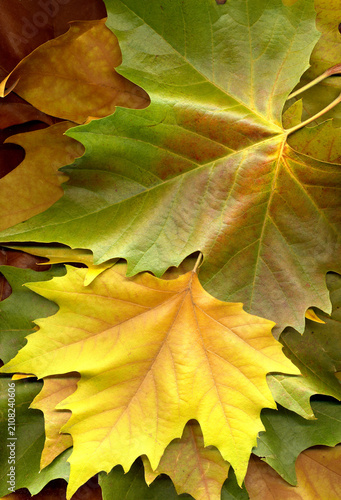 fallen autumn leaves textured background on green, yellow, gold, and brown - top view
