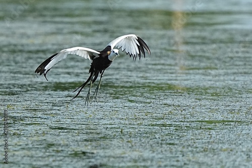 The Great Egret lives in large wetlands in Thailand.