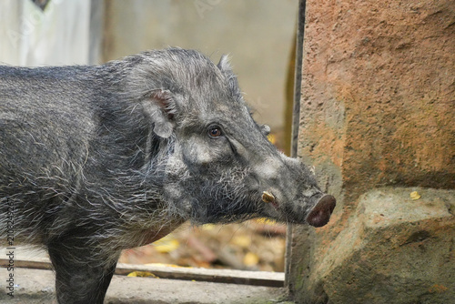 Canvas Print Close-up photo of a wild boar's head showing its snout and facial hair on the rocky ground