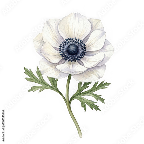 White anemone flower with dark center botanical ornamental background illustration perennial wildflower as clean cutout