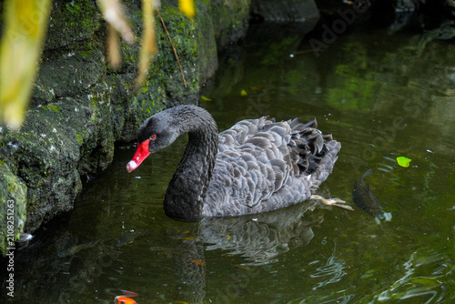 An elegant black swan swimming in a dark pond.