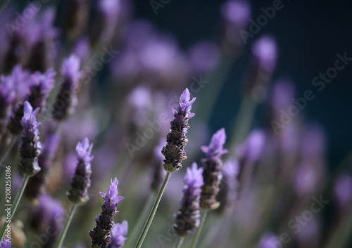 фотографія French lavender (Lavandula dentata) purple flowers, topped with pale violet brac