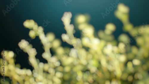 A close-up view of a plant's leaves and stems, blurred background