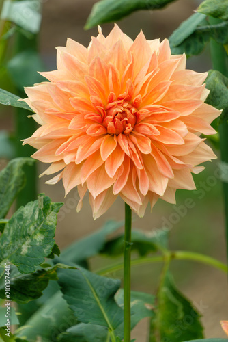 Close-up of bright orange dahlia flower blooming in autumn daylight with copy space