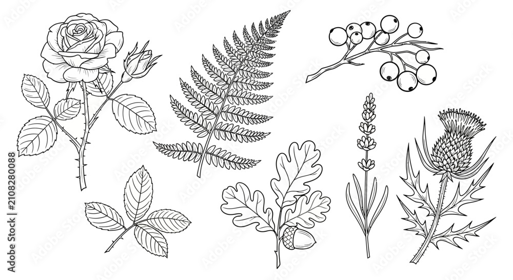 Fototapeta premium Botanical Sketch Set featuring Rose Fern Oak Leaf and Thistle