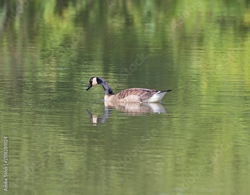 Fotografie A Canadian Goose swimming peacefully on a pond with the refection of the bird cl