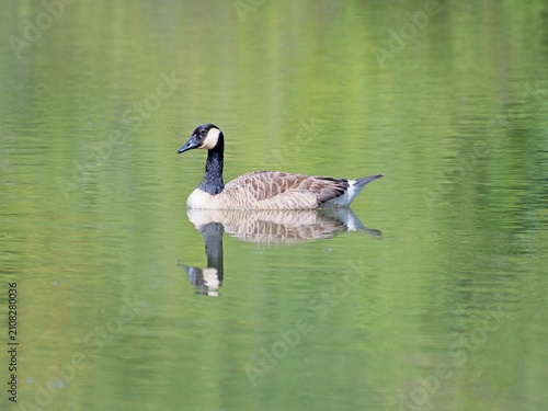 Cuadro en lienzo A Canadian Goose swimming peacefully on a pond with the refection of the bird cl
